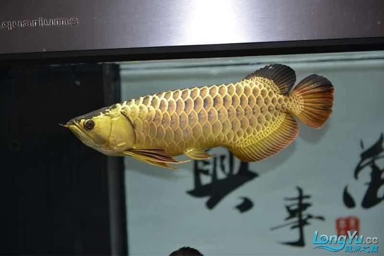 給我一些辨別立達金龍魚真偽的圖片，立達金龍魚的真偽鑒別方法 給我一些辨別立達金龍魚真偽的圖片，立達金龍魚的真偽鑒別方法 龍魚百科 第10張