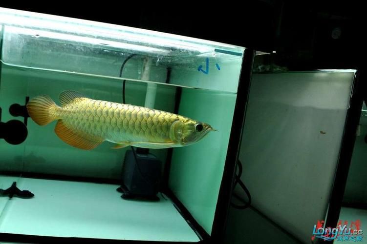 給我一些辨別立達金龍魚真偽的圖片，立達金龍魚的真偽鑒別方法 給我一些辨別立達金龍魚真偽的圖片，立達金龍魚的真偽鑒別方法 龍魚百科 第11張