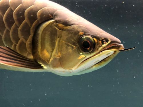 給我一些辨別立達金龍魚真偽的圖片，立達金龍魚的真偽鑒別方法 給我一些辨別立達金龍魚真偽的圖片，立達金龍魚的真偽鑒別方法 龍魚百科 第15張