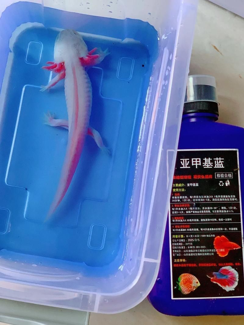 給我一些辨別恐龍魚真偽的實例圖片，如何辨別恐龍魚的真偽？