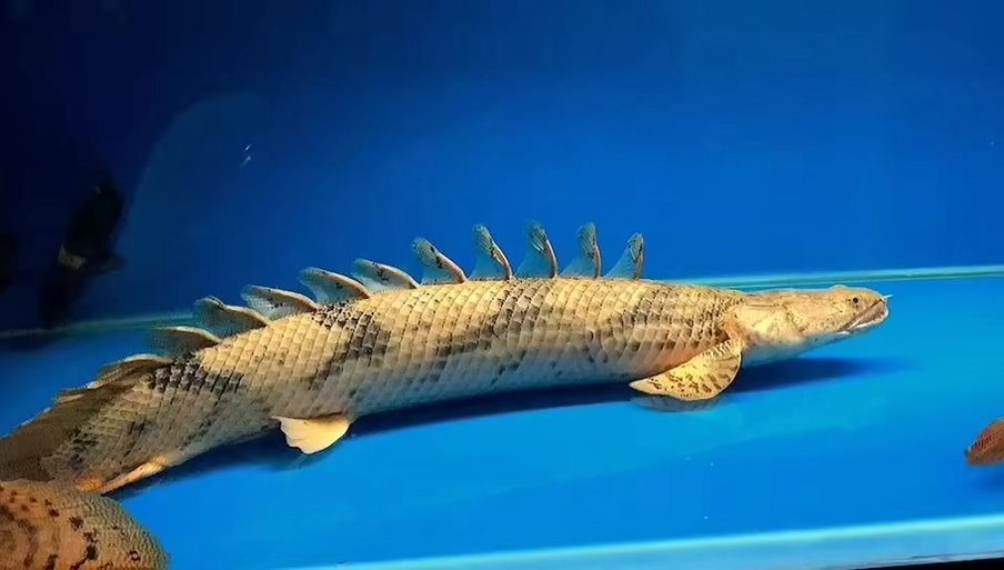如何區(qū)分虎斑恐龍魚的性別？，虎斑恐龍魚性別區(qū)分