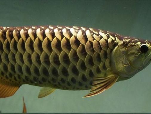 如何鑒別黃吉金龍魚的品質(zhì) 如何鑒別黃吉金龍魚的品質(zhì) 龍魚百科 第2張