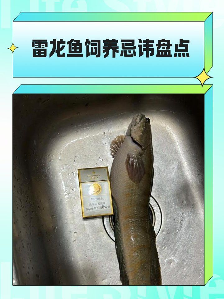 雷龍魚多久換一次水，雷龍魚多久喂一次比較合適？
