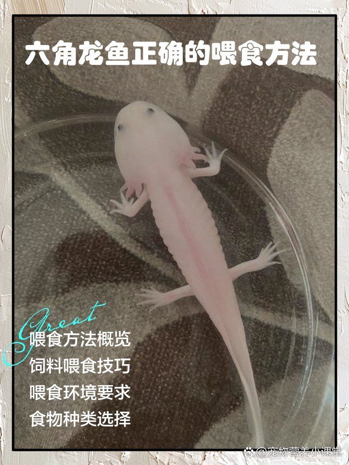 有哪些龍魚喂食工具推薦，龍魚喂食小課堂
