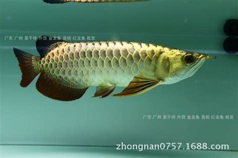 龍魚有哪些著名的品種？，亞洲龍魚主要著名品種