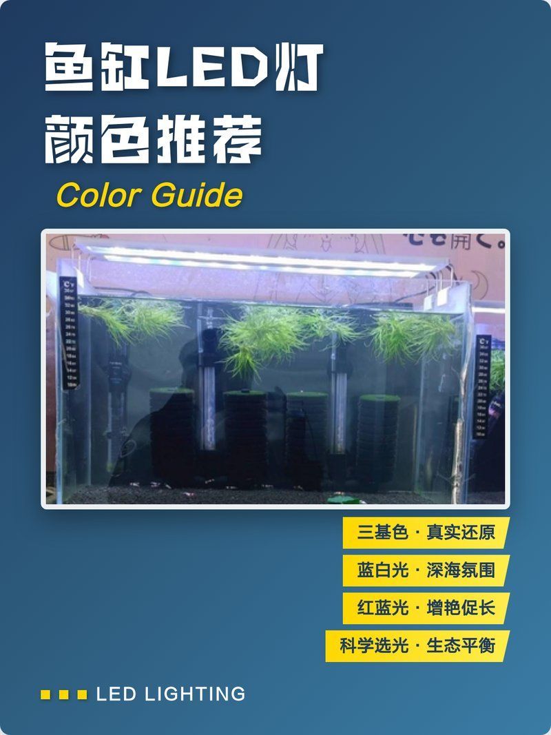 如何選擇適合龍魚的三基色燈？，刀鋒x求詳解如何選擇適合龍魚三基色燈