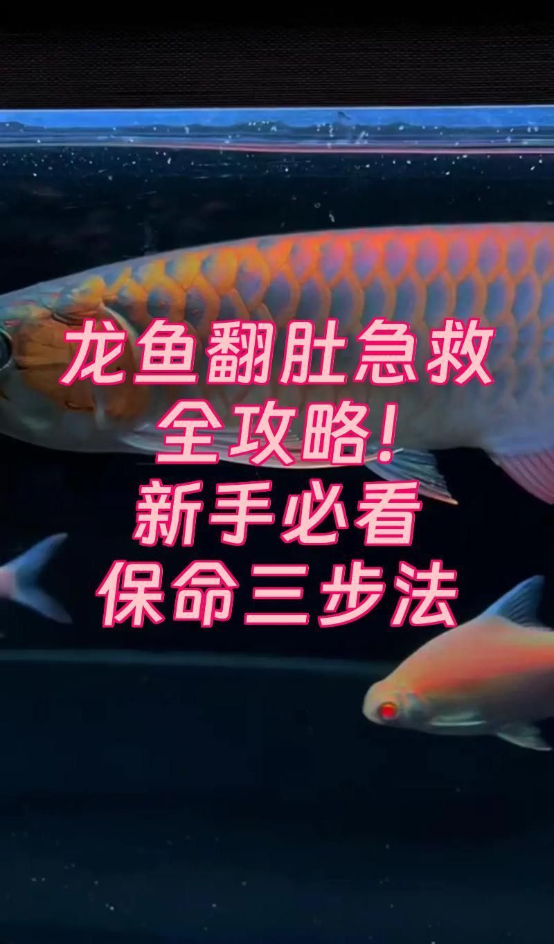 如何判斷龍魚翻肚是否嚴重，如何判斷龍魚翻肚是否嚴重，龍魚翻肚是否嚴重，新手必看