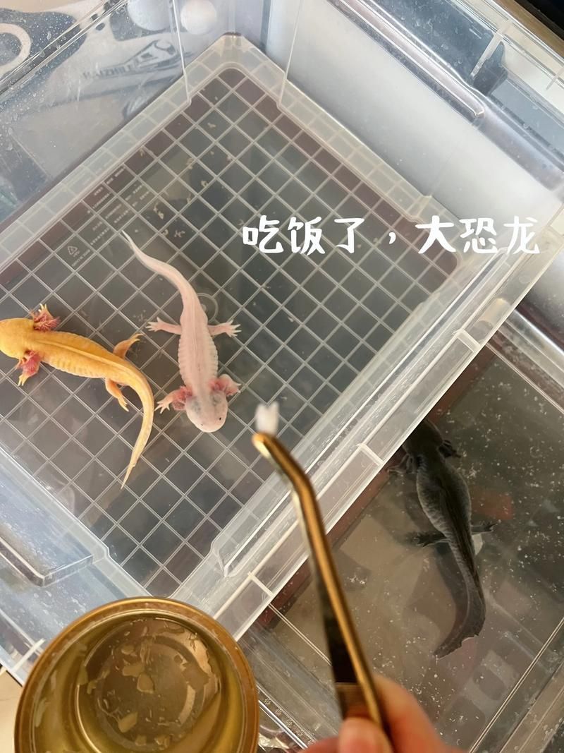 惡龍肚子變大撐爆，奇幻作品中“惡龍肚子變大撐爆”結局暗示了過度擴張終將自毀 惡龍肚子變大撐爆，奇幻作品中“惡龍肚子變大撐爆”結局暗示了過度擴張終將自毀 龍魚百科 第3張