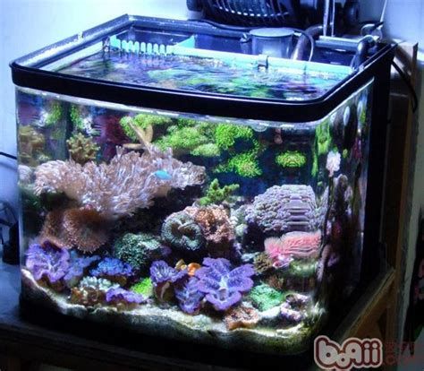 魚缸，魚缸搭建與維護