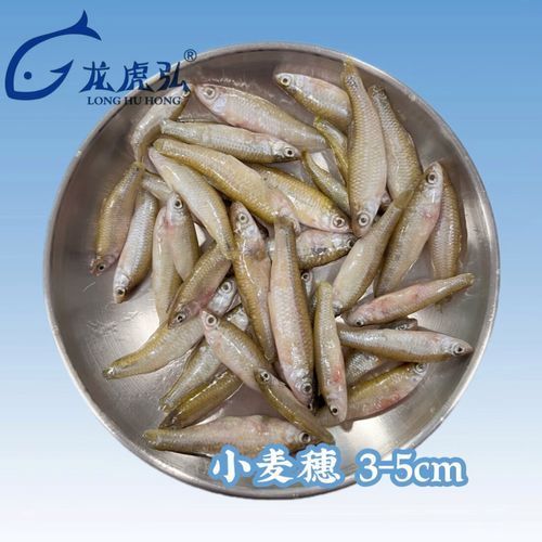 有哪些適合龍魚的優(yōu)質(zhì)餌料，幾種適合龍魚的優(yōu)質(zhì)餌料