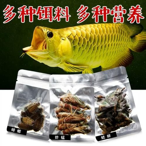 有哪些適合龍魚的優(yōu)質(zhì)餌料，幾種適合龍魚的優(yōu)質(zhì)餌料
