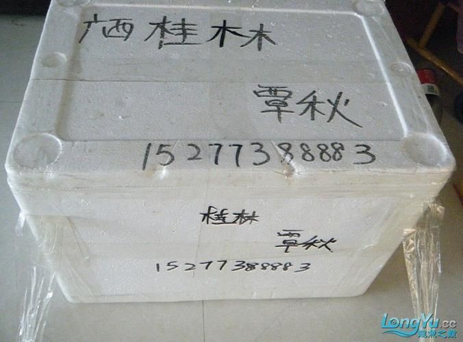 給我一些辨別真假桂林象山龍魚的圖片對比，如何辨別真假桂林象山龍魚？
