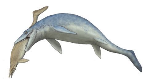 龍魚(yú)在黑暗中會(huì)吃什么？，深海龍魚(yú)捕食策略：深海龍魚(yú)捕食策略中最核心的環(huán)境