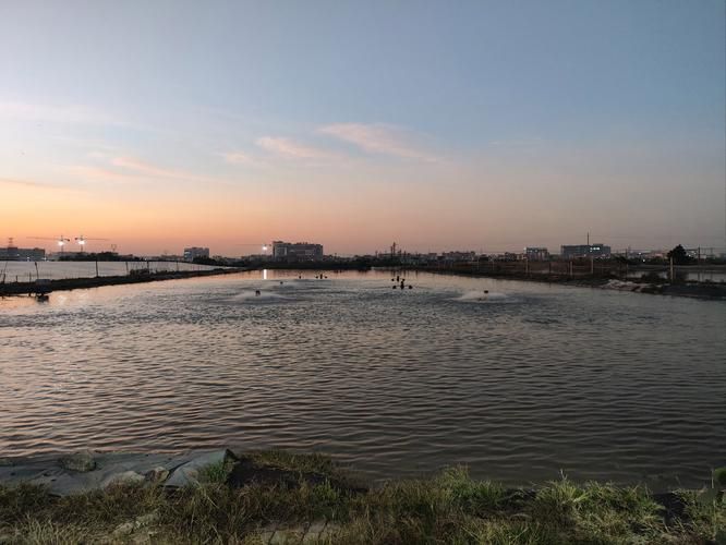 脆魚和龍魚哪個更有投資價值，脆肉鯇養(yǎng)殖實景圖、龍魚投資價值對比分析