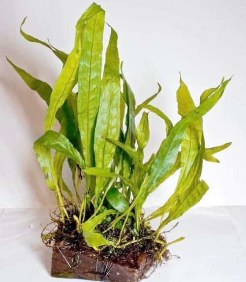 給我推薦一些適合小火龍魚的水草，關(guān)于小火龍魚的水草推薦