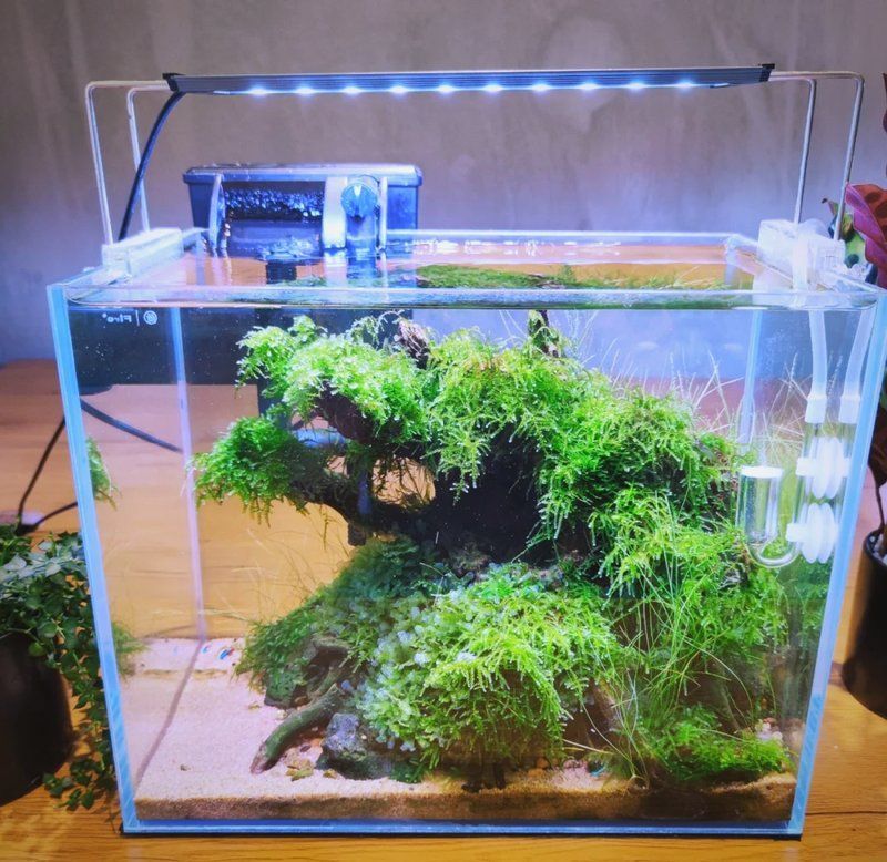 魚缸更換后如何快速建立硝化系統，如何快速、安全建立硝化系統？