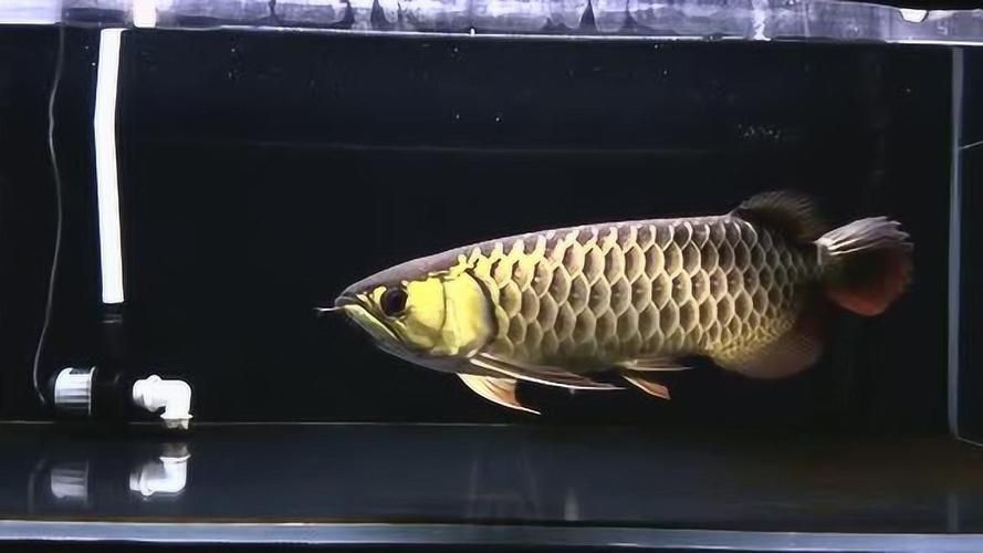 張家口龍魚(yú)展銷(xiāo)會(huì)信息，張家口龍魚(yú)展銷(xiāo)會(huì)