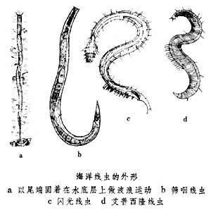 鲅魚肚子里成團白線寄生蟲，關(guān)于鲅魚（如藍點馬鮫魚、青占魚等）腹部出現(xiàn)成團白線寄生蟲現(xiàn)象