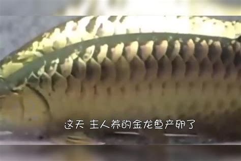 有哪些品種的龍魚幼苗可以推薦？，龍魚幼苗推薦