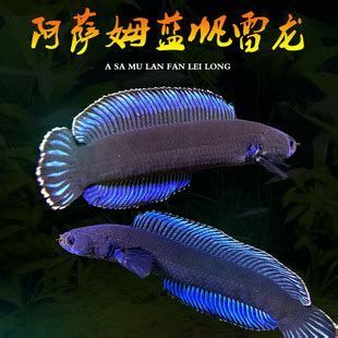 有哪些品種的龍魚幼苗可以推薦？，龍魚幼苗推薦