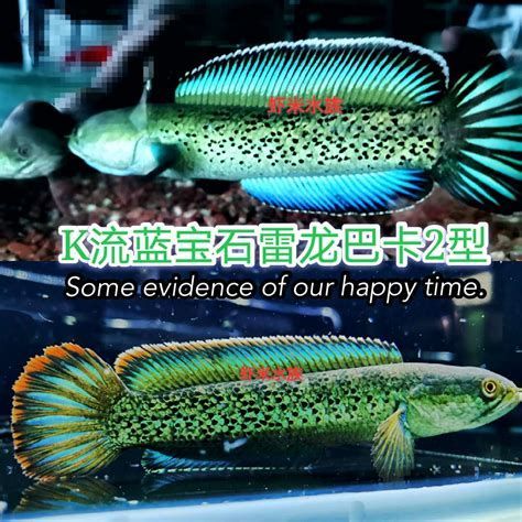 有哪些品種的龍魚幼苗可以推薦？，龍魚幼苗推薦