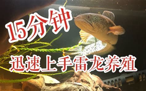 有哪些品種的龍魚幼苗可以推薦？，龍魚幼苗推薦