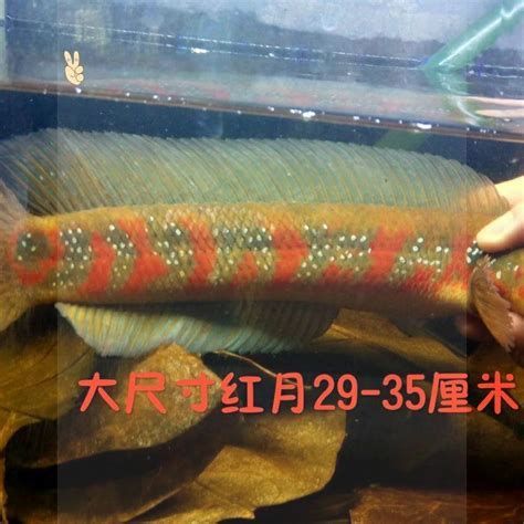 有哪些品種的龍魚幼苗可以推薦？，龍魚幼苗推薦