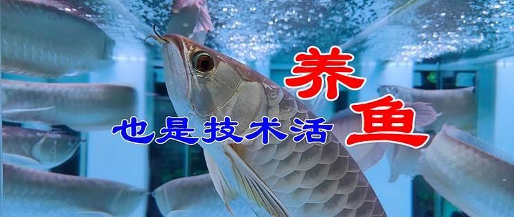 龍魚過世后，魚缸多久能恢復生機，魚過世后，魚缸多久能恢復生機，這4步讓生態缸恢復生機
