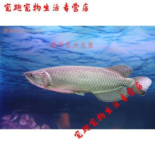 如何預(yù)防星點(diǎn)金龍魚生病，如何科學(xué)預(yù)防星點(diǎn)金龍魚生病