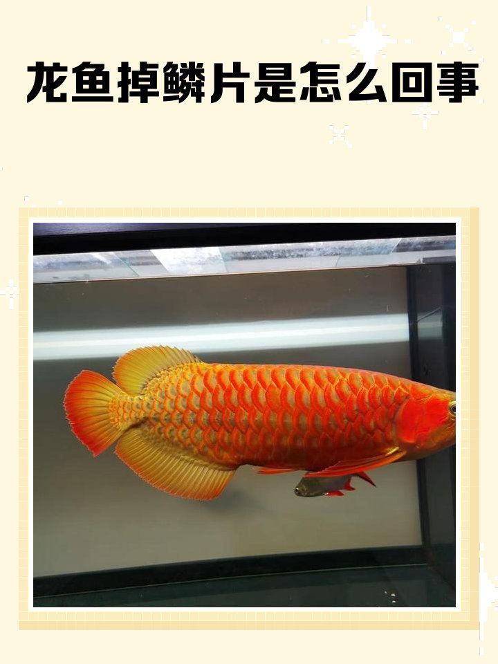 龍魚掉鱗后多久能恢復光澤，龍魚掉鱗后多久能恢復光澤，