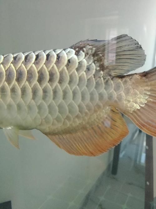 如何鑒別新華龍魚的品質,如何鑒別新華龍魚 龍魚百科 第6張 如何鑒別新華龍魚的品質,如何鑒別新華龍魚 如何鑒別新華龍魚的品質,如何鑒別新華龍魚 龍魚百科 第6張