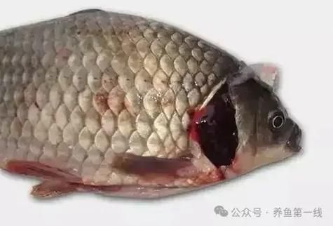 如何預防魚體充血病，西安春季養(yǎng)殖魚體充血病的系統(tǒng)性預防指南（1000字詳解）