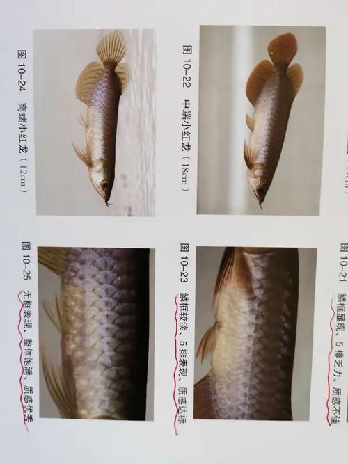 如何辨別歙縣龍魚的品質