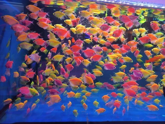 涪陵有哪些龍魚養殖俱樂部，關于涪陵龍魚養殖俱樂部