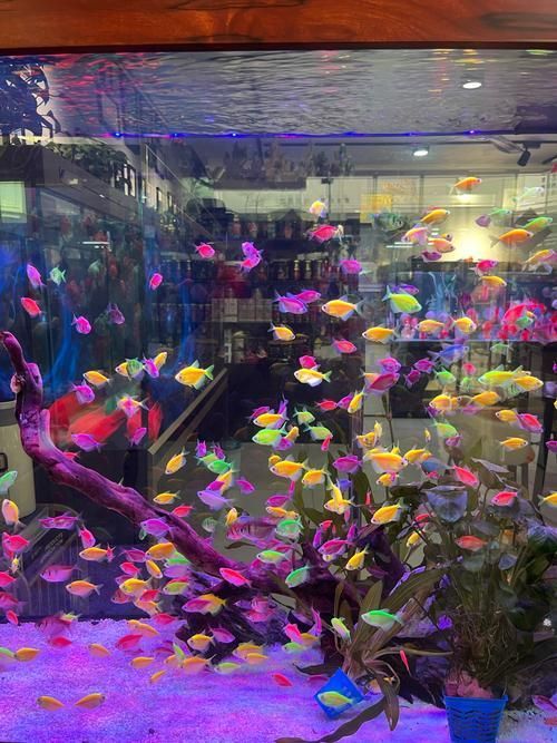 涪陵有哪些龍魚養殖俱樂部，關于涪陵龍魚養殖俱樂部