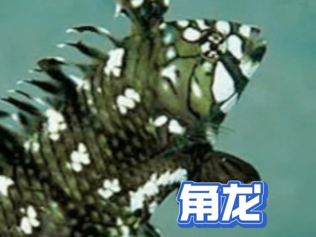 角龍魚（隆頭魚科魚類）的飼養環境如何？，角龍魚飼養參數速查表
