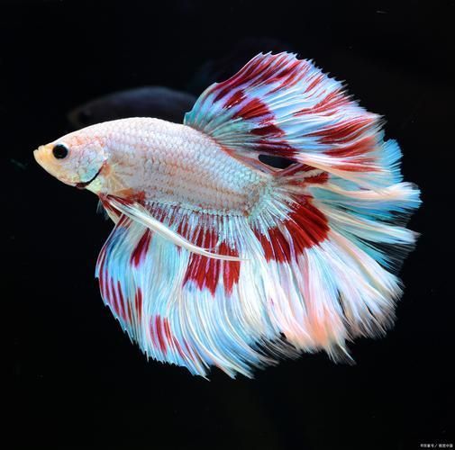 有哪些適合共養的魚種推薦，孔雀魚、紅綠燈魚、小精靈魚、小精靈魚、小精靈魚、小精靈魚