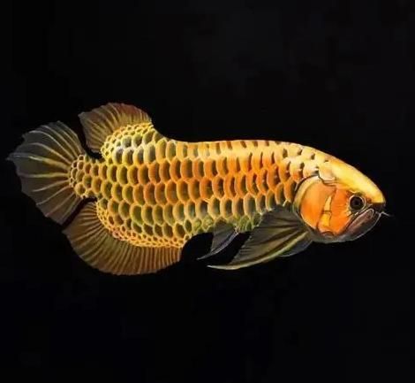 如何穩定白條過背金龍魚的水溫，白條過背金龍魚水溫穩定全攻略