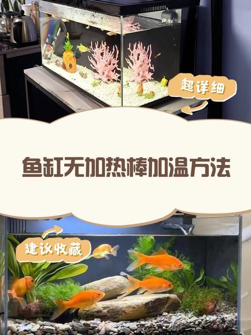 如何穩定白條過背金龍魚的水溫，白條過背金龍魚水溫穩定全攻略
