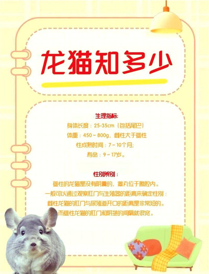 給我一些關于龍貓的趣事，關于龍貓的趣事 給我一些關于龍貓的趣事，關于龍貓的趣事 龍魚百科 第2張