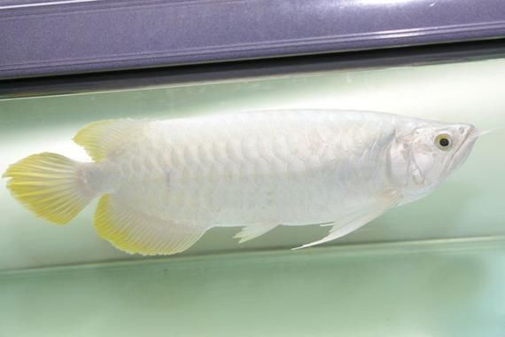 小白龍和白金龍魚哪個更稀有，白金龍魚和小白龍哪個更稀有