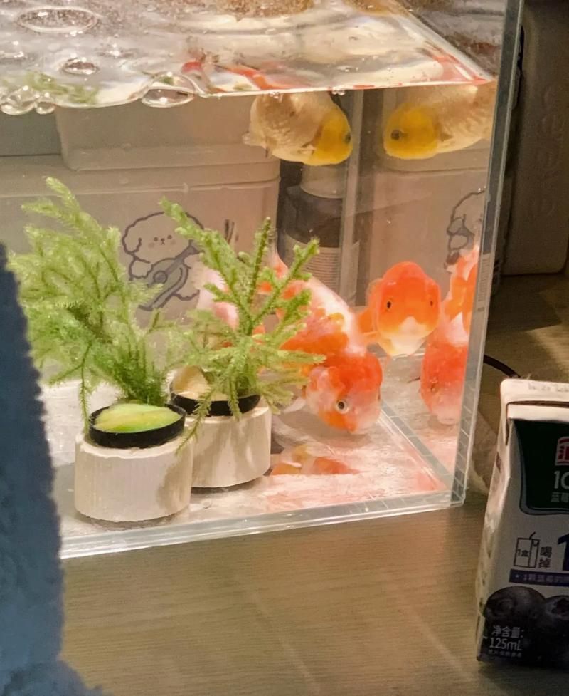 小白龍和白金龍魚哪個更稀有，白金龍魚和小白龍哪個更稀有