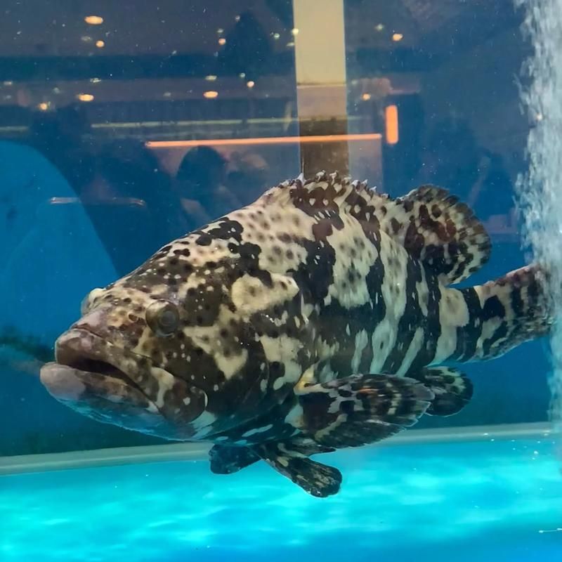 如何判斷虎斑恐龍魚的健康狀況，如何判斷虎斑恐龍魚健康狀況 如何判斷虎斑恐龍魚的健康狀況，如何判斷虎斑恐龍魚健康狀況 龍魚百科 第16張