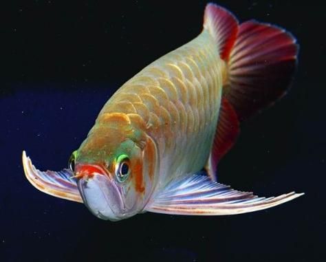 能否提供鎮(zhèn)遠(yuǎn)龍魚的圖片，貴州鎮(zhèn)遠(yuǎn)古鎮(zhèn)文化符號導(dǎo)覽清單鎮(zhèn)遠(yuǎn)古鎮(zhèn)文化符號導(dǎo)覽清單