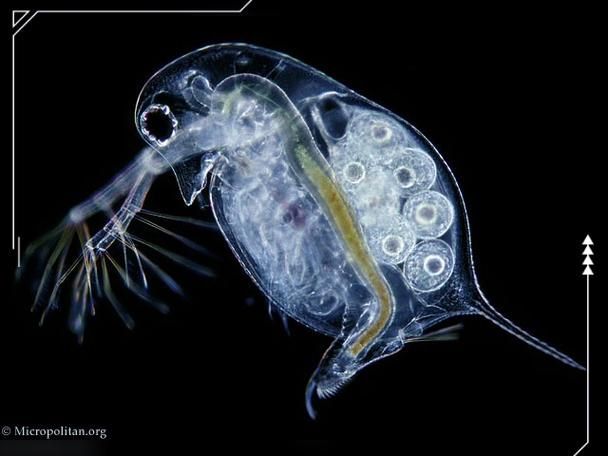請提供更多關于魚類真菌的信息，arxiv論文助手可獲取2023-2026年關于魚類真菌的最新論文 請提供更多關于魚類真菌的信息，arxiv論文助手可獲取2023-2026年關于魚類真菌的最新論文 龍魚百科 第5張
