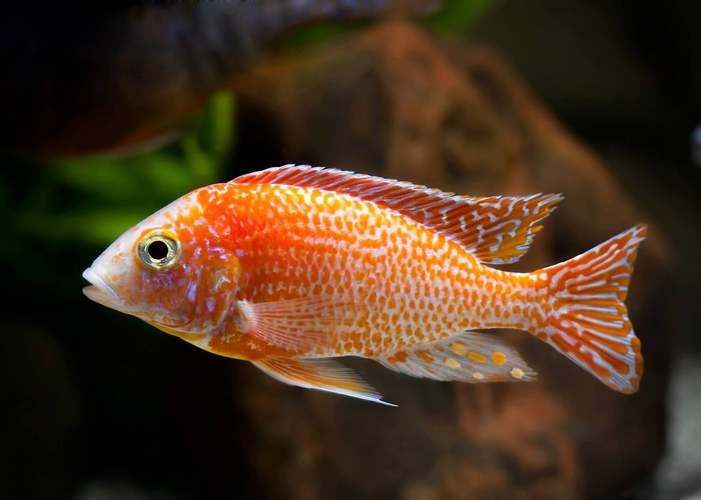 請提供更多關于魚類真菌的信息，arxiv論文助手可獲取2023-2026年關于魚類真菌的最新論文 請提供更多關于魚類真菌的信息，arxiv論文助手可獲取2023-2026年關于魚類真菌的最新論文 龍魚百科 第6張