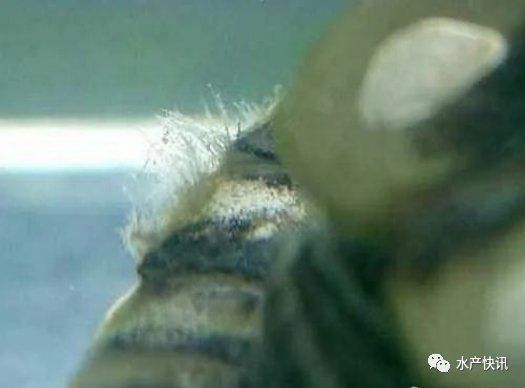 請提供更多關于魚類真菌的信息，arxiv論文助手可獲取2023-2026年關于魚類真菌的最新論文 請提供更多關于魚類真菌的信息，arxiv論文助手可獲取2023-2026年關于魚類真菌的最新論文 龍魚百科 第7張