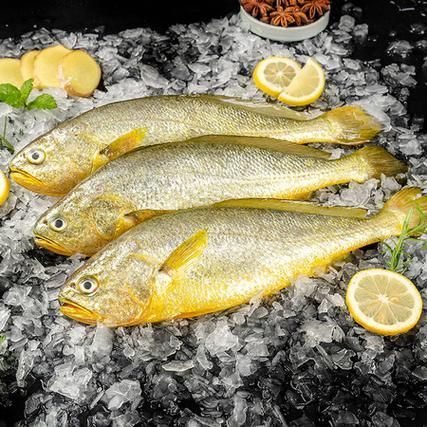 三都龍魚的市場價格走勢,三都港‘黃金龍’有機大黃魚市場價格走勢詳解 龍魚百科 第5張 三都龍魚的市場價格走勢,三都港‘黃金龍’有機大黃魚市場價格走勢詳解 三都龍魚的市場價格走勢,三都港‘黃金龍’有機大黃魚市場價格走勢詳解 龍魚百科 第5張