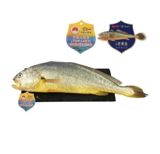 三都龍魚的市場價格走勢,三都港‘黃金龍’有機大黃魚市場價格走勢詳解 龍魚百科 第3張 三都龍魚的市場價格走勢,三都港‘黃金龍’有機大黃魚市場價格走勢詳解 三都龍魚的市場價格走勢,三都港‘黃金龍’有機大黃魚市場價格走勢詳解 龍魚百科 第3張