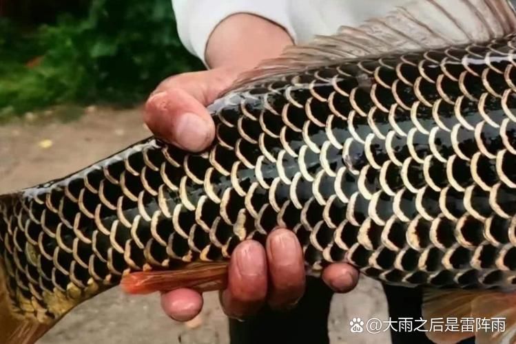 如何區分將樂龍魚的品種？，關于將樂龍魚的專業級區分指南